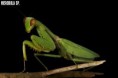 /album/fotogalerie-mantis-from-habitat2/hierodula-sp-4-jpg/